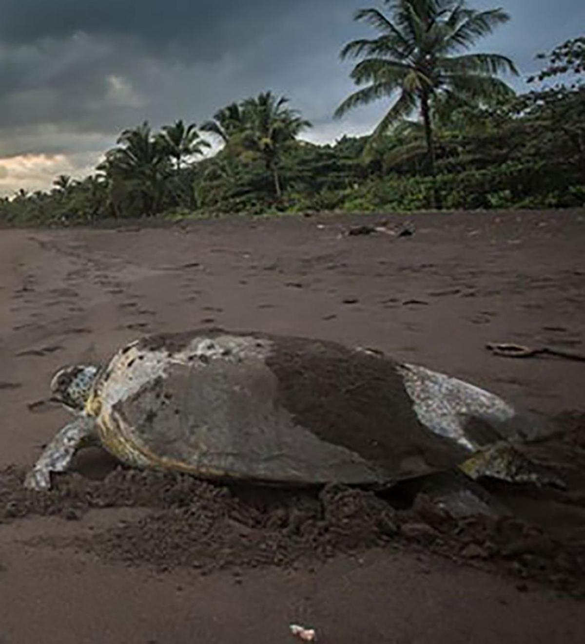 Chilamate Room 2 Tortuguero Bagian luar foto